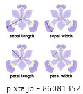 アヤメの花のガクの長さや花びらの幅の図示 86081352