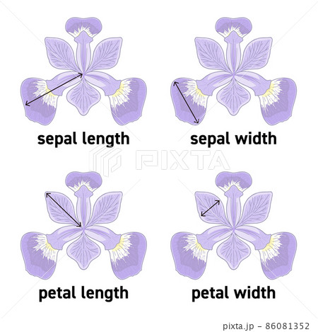 アヤメの花のガクの長さや花びらの幅の図示のイラスト素材