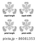 アヤメの花のガクの長さや花びらの幅の図示 86081353