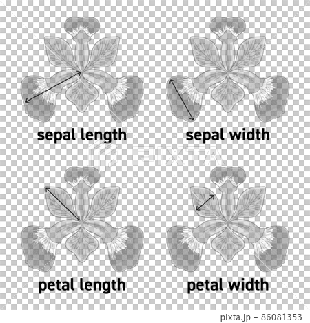 アヤメの花のガクの長さや花びらの幅の図示 86081353