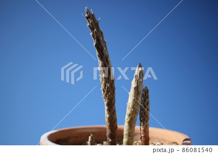 ガガイモ マクロロブム リチドカウロン ガガイモ マクロロブム リチドカウロン 86081540