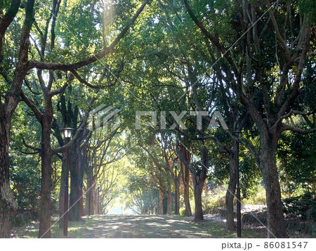 木漏れ陽の公園 木漏れ陽の公園 86081547