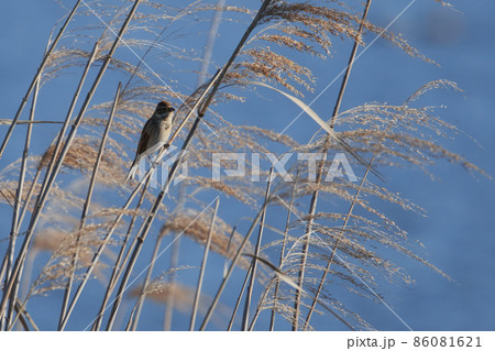手賀沼の野鳥冬 オオジュリン 手賀沼の野鳥冬 オオジュリン 86081621