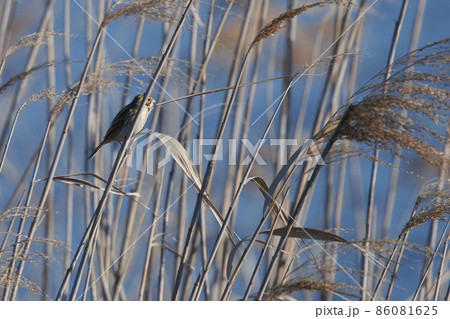 手賀沼の野鳥冬　オオジュリン 86081625
