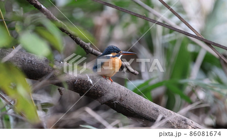 野鳥の宝石と言われているカワセミの写真 86081674