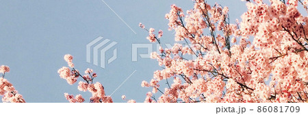 ノスタルジックな桜の花【Twitterのヘッダーに使える画像】 86081709