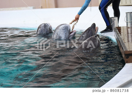 水族館のプールからバンドウイルカ2頭とハナゴンドウ2頭が顔を出し飼育員より餌のいかをもらう風景 86081738