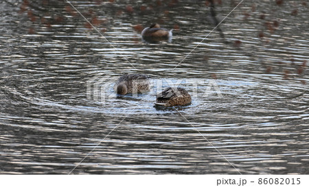 池で泳いでいるカルガモの写真 86082015