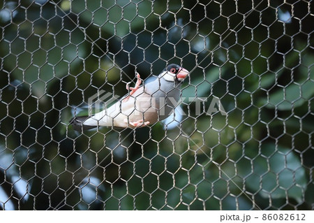 金網に止まる桜文鳥 金網に止まる桜文鳥 86082612