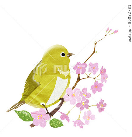 サクラの木で春を告げる野鳥 86082781