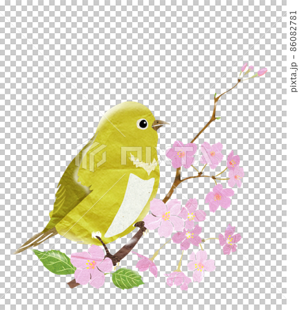 サクラの木で春を告げる野鳥 86082781