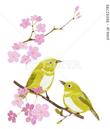 サクラの木で春告げる野鳥 サクラの木で春告げる野鳥 86082786