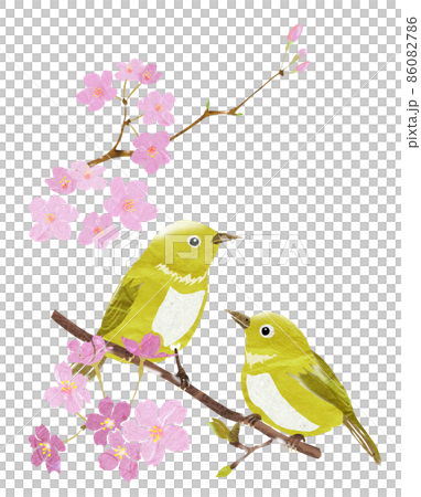 サクラの木で春告げる野鳥 サクラの木で春告げる野鳥 86082786
