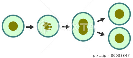 細胞が分裂して増殖するイラストのイラスト素材