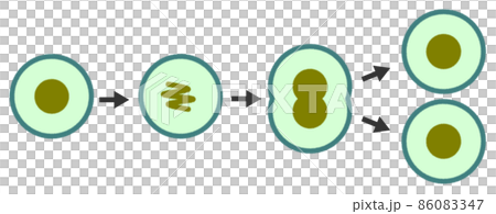 細胞が分裂して増殖するイラストのイラスト素材