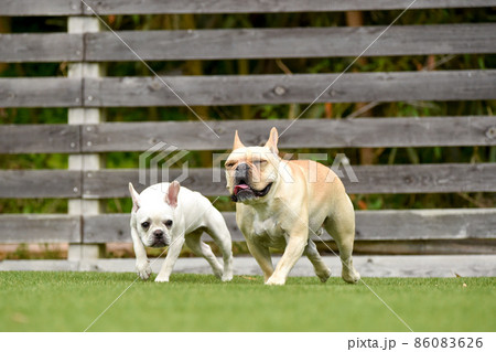 ドッグランで遊ぶフレンチブルドッグ ドッグランで遊ぶフレンチブルドッグ 86083626