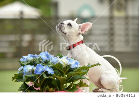 ドッグランでおすましするフレンチブルドッグ 86084113