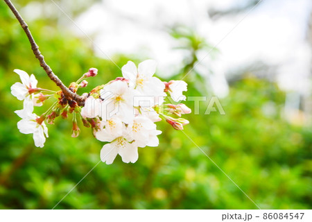 咲きはじめの桜 86084547