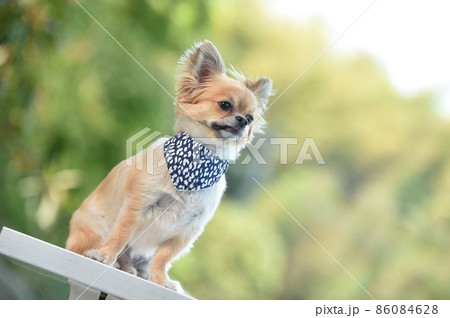 自然の中でおすましするチワワ 自然の中でおすましするチワワ 86084628