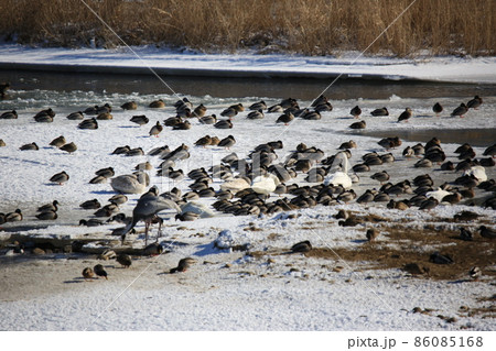 積雪 風景 屋外 86085168