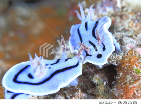 闘牛ではなく、闘ウミウシ! 闘牛ではなく、闘ウミウシ! 86085588