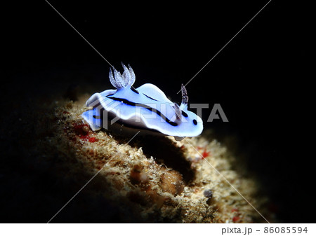 スキージャンプをしているようなミゾレウミウシ 86085594