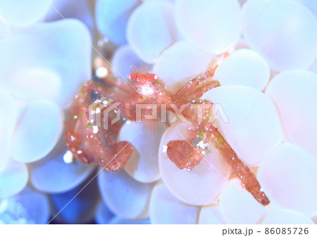 ファイティングポーズの、オラウータンクラブ(笑) 86085726