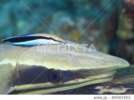 コバンザメに何か叫んでるホンソメワケベラ コバンザメに何か叫んでるホンソメワケベラ 86085802