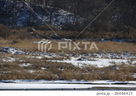 積雪 雪景色 つる 86086415
