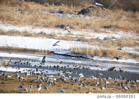 自然 野生 白鳥 86088301