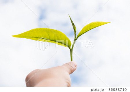 Top tea leaves, natural products, are ingredients in making beverages. Selected fresh tea leaves in tea plantations Top tea leaves, natural products, are ingredients in making beverages. Selected fresh tea leaves in tea plantations 86088710