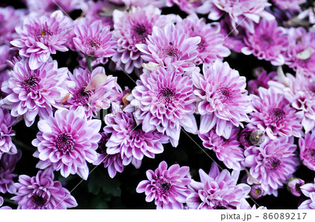 Chrysanthemum, chrysanthemum morifolium or florists mun or daisy Chrysanthemum, chrysanthemum morifolium or florists mun or daisy 86089217