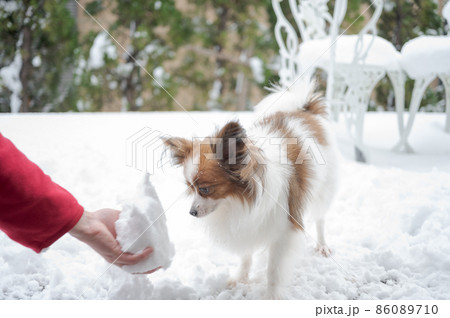 飼い主の手の雪を見つめる愛犬パピヨン｜冬の日の外 86089710