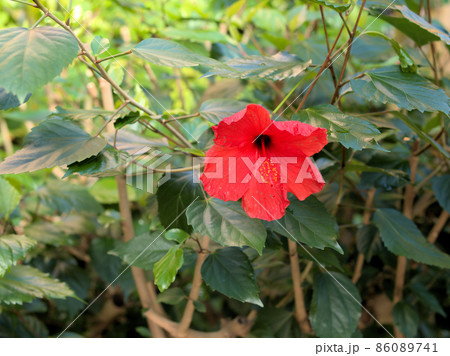 ブッソウゲ ブッソウゲ 86089741