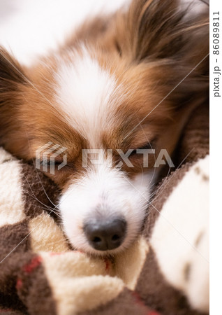 布団に横になって眠そうな愛犬パピヨン 86089811