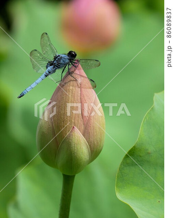 古代ハスの蕾とオオシオカラトンボ ·(Orthetrum melania) 古代ハスの蕾とオオシオカラトンボ ·(Orthetrum melania) 86089837