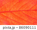 Close-up of red leaf texture 86090111