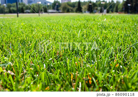 Green grass background. Close-up. Green grass texture. 86090118