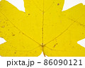Close-up of yellow leaf texture. Isolated 86090121