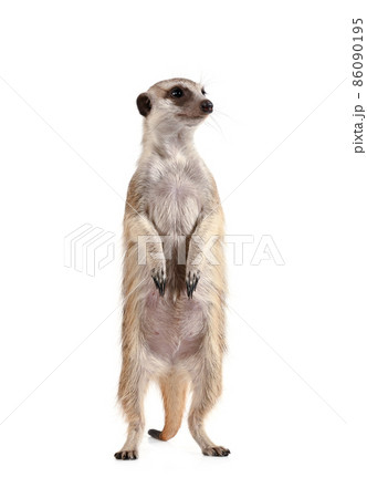 Cute meerkat stands on its hind legs and looks away 86090195