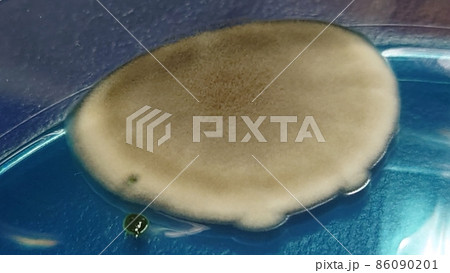 のっぺり広がったカビ のっぺり広がったカビ 86090201