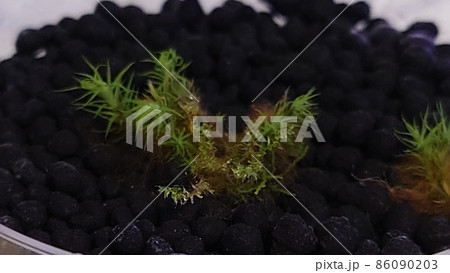 スギゴケの培養 スギゴケの培養 86090203