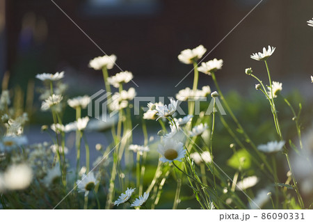 There are many meadow flowers of daisies in close-up, against the background of a dark brown wooden house. An airy artistic image.Space for copying. High quality photo 86090331