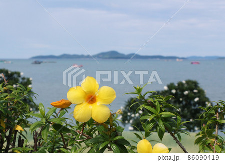 海岸に咲く黄色い花 86090419