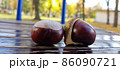 Two chestnut fruits close up High quality 86090721