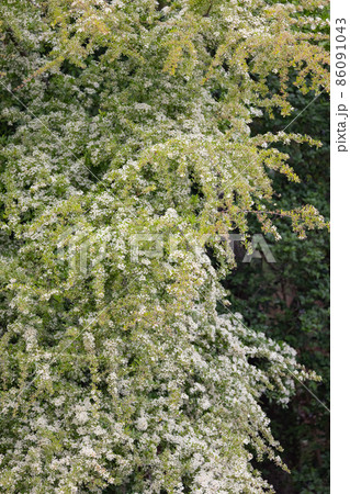 沢山の白い花が秋には赤い実になるピラカンサとも呼ばれるトキワサンザシ 沢山の白い花が秋には赤い実になるピラカンサとも呼ばれるトキワサンザシ 86091043