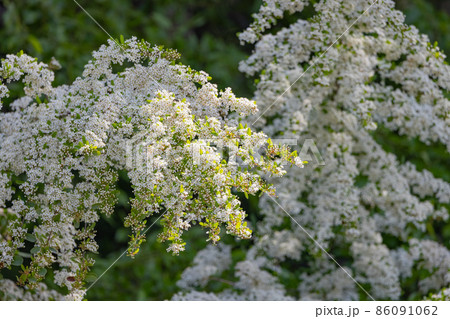 沢山の白い花が秋には赤い実になるピラカンサとも呼ばれるトキワサンザシ 86091062