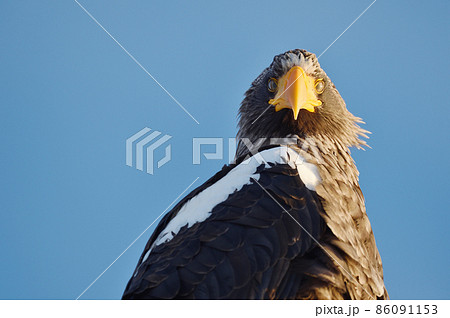 晴天の道東で出会ったオオワシ(北海道) 晴天の道東で出会ったオオワシ(北海道) 86091153