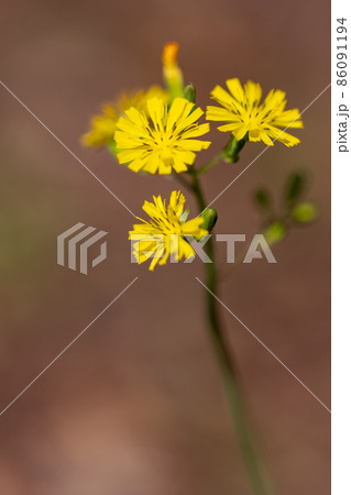 道端や庭に自生して黄色い花を付ける雑草のオニタビラコの写真素材