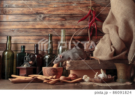 Rat on a table in an old shed. 86091824